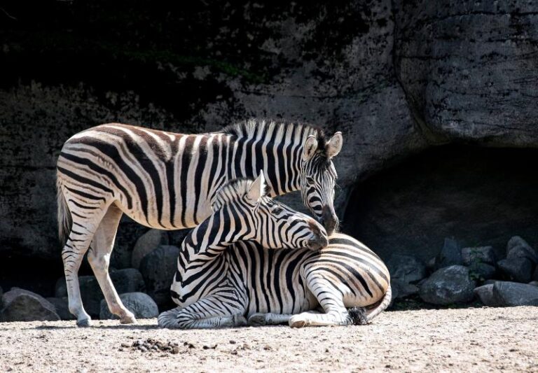 Tierpark Hagenbeck