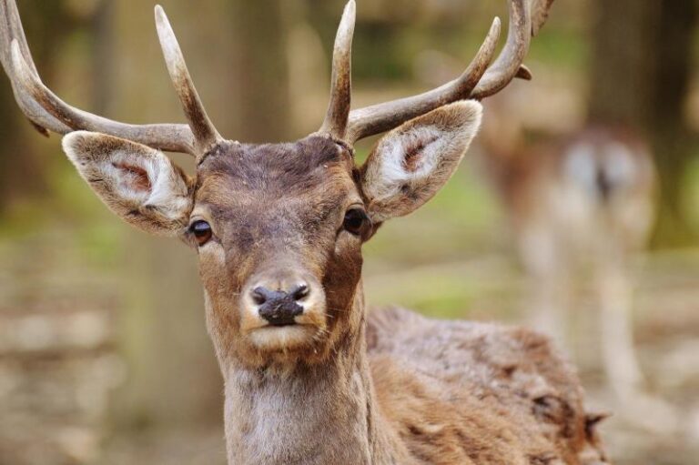 Wildpark Johannismühle