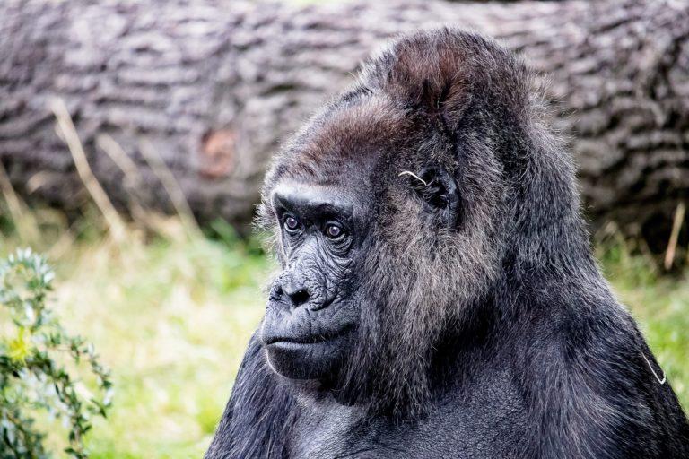 Zoologischer Garten Berlin