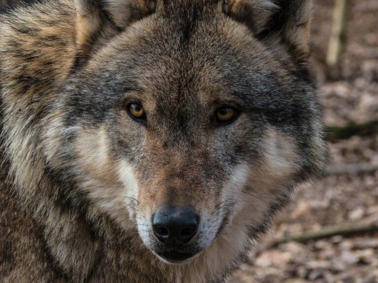 Wildpark Meckelnburg Vorpommern Güstrow